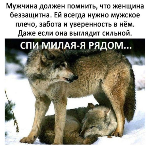 Цитаты волка про любовь