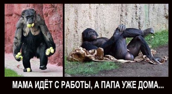 Приколы с обезьянами с надписями