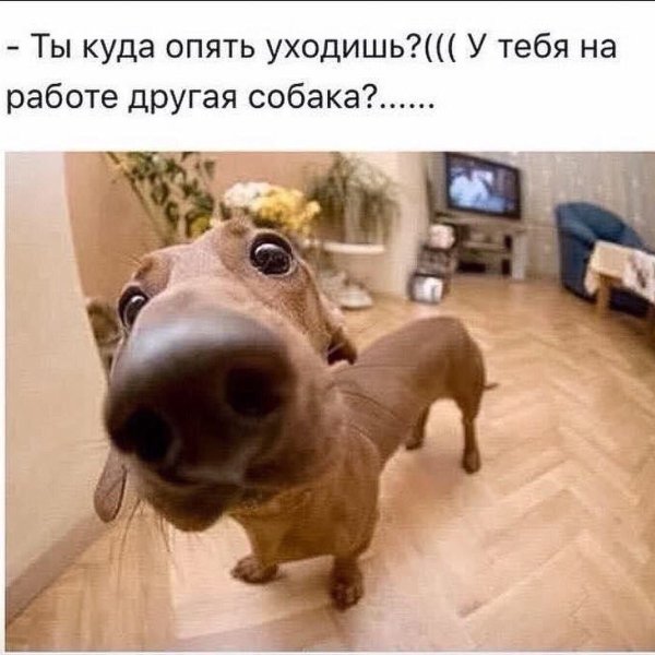 Ты опять уходишь у тебя на работе другая собака