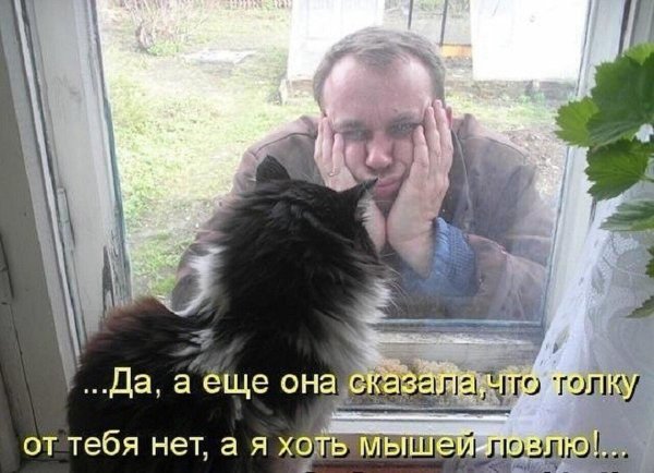 Кот лучший друг человека