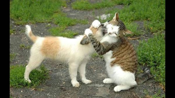 Ласковое слово и собаке приятно