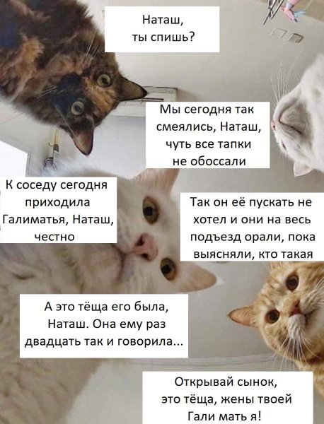 Наташ ты спишь коты