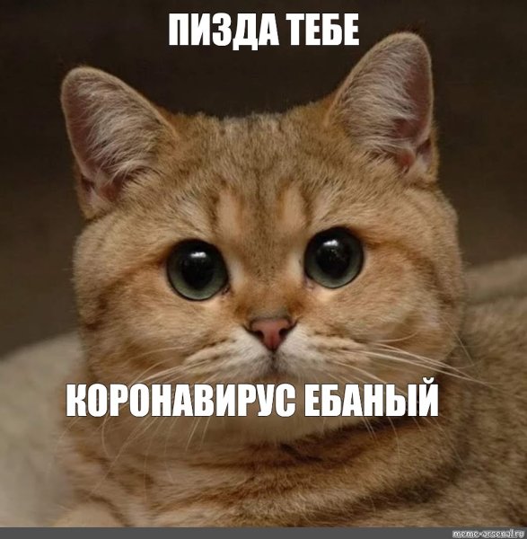 Котик Пидрила