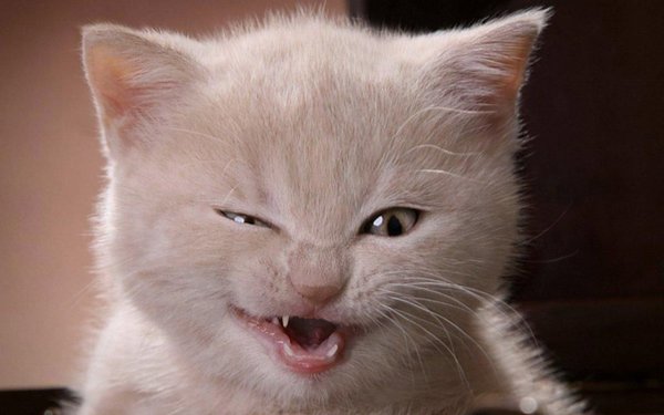 Хитрый котенок