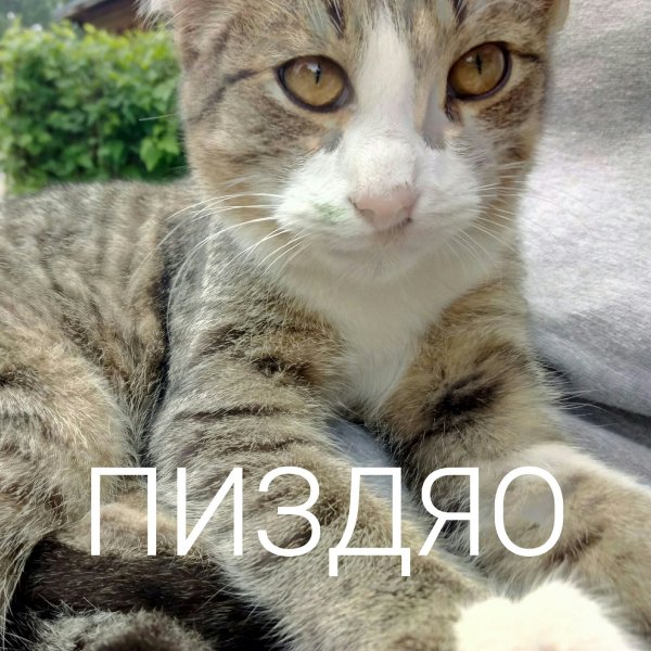 Коничива кот