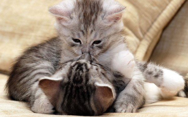 Котики обнимаются