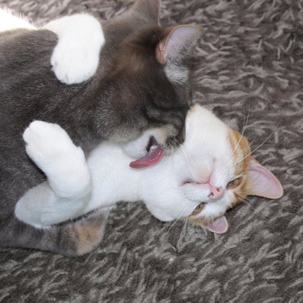 Котики целуются