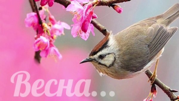 Весна с надписью Весна