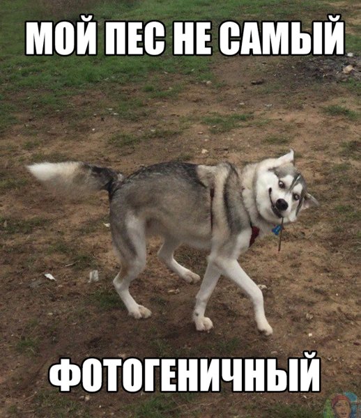 Хаски юмор