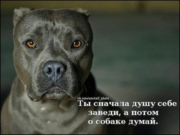 Статусы про питбулей