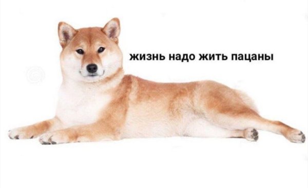 Собака Мем