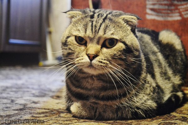 Подозрительный кот
