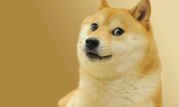 Сиба-ину Doge