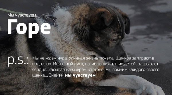 Цитаты про бездомных животных