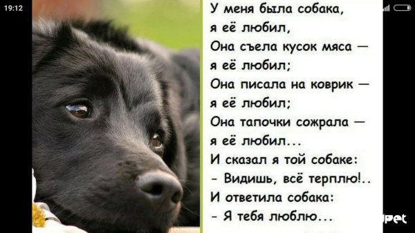 Стих про щенка