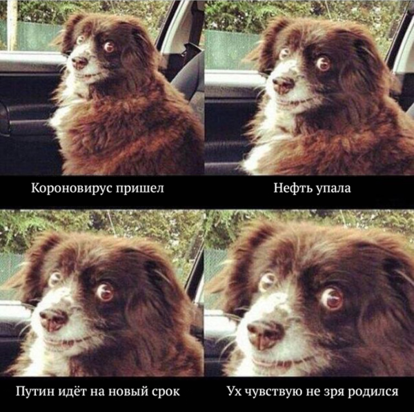 Включай Шуфика собака
