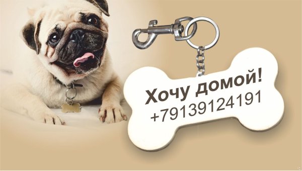 Собака с адресником