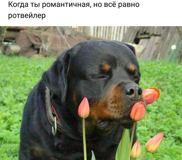 Шутки о ротвейлерах