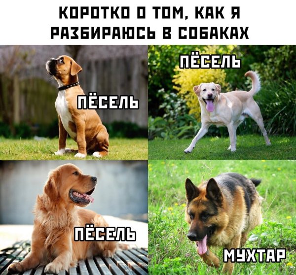 Мемы про собак