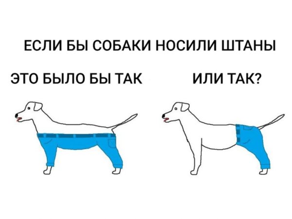Если бы собака носила штаны