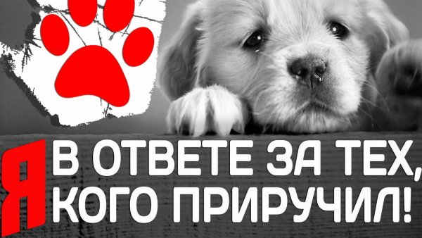 Помоги животным