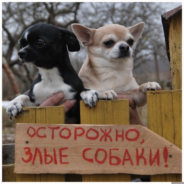 Осторожно, злая собака!