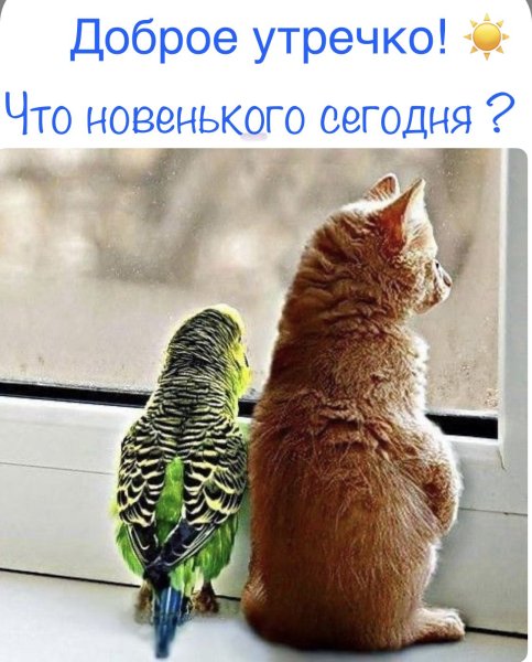 Кот и попугай