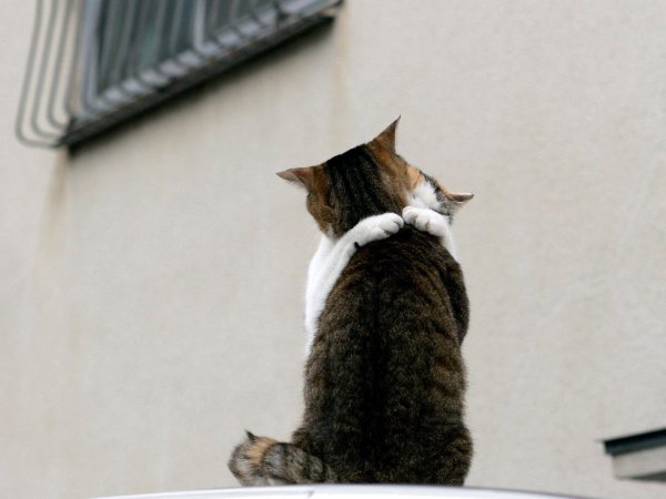 Котик скучает