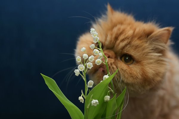 Кот с цветочком