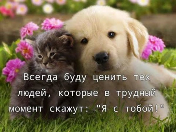 Друзья всегда рядом