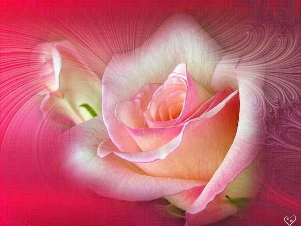 Цветы для Зинаиды
