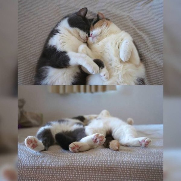 Котики обнимаются утро