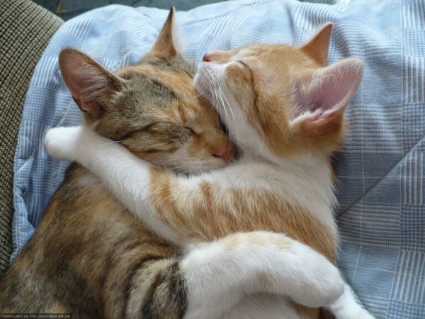 Котики спят в обнимку