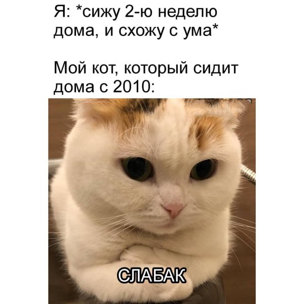 Я поехала твоя крыша