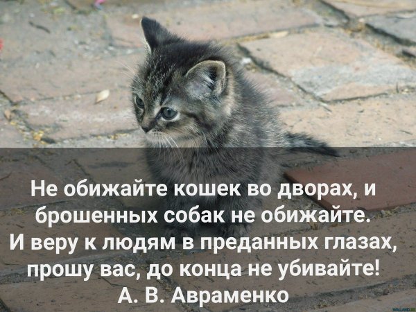 Не обижайте кошек