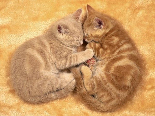 Кошачья любовь