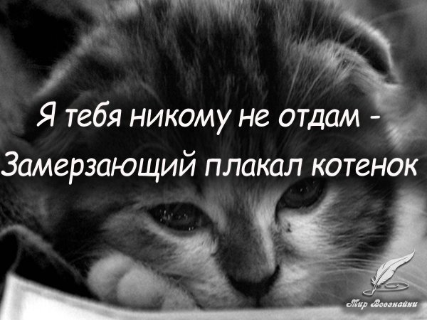 Стих я тебя никому не отдам замерзающий плакал котенок