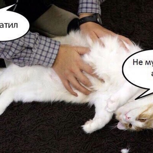 Не мучай отпусти Мем кот