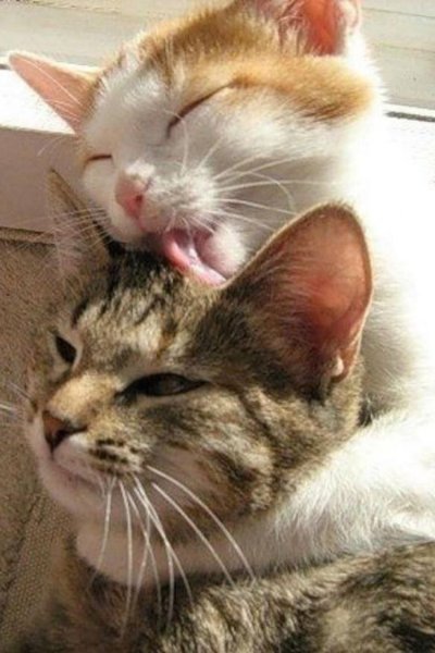 Котик жалеет