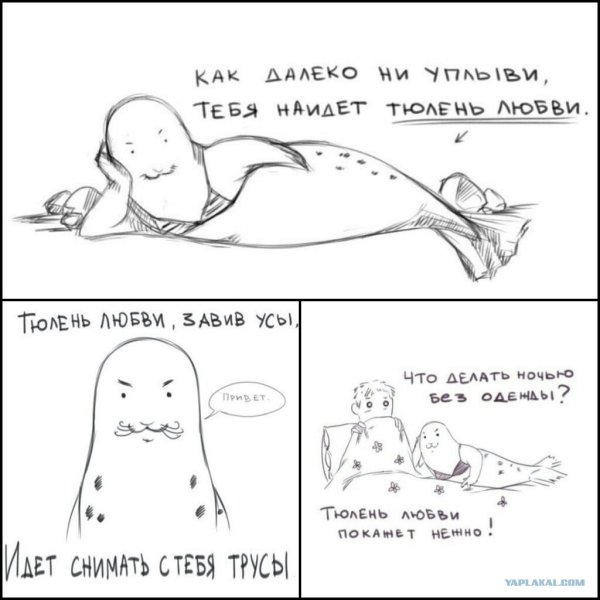 Тюлень любви завив