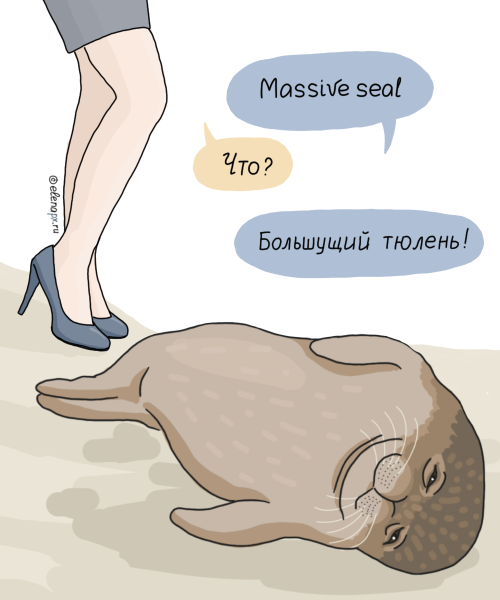 Тюлень шутки