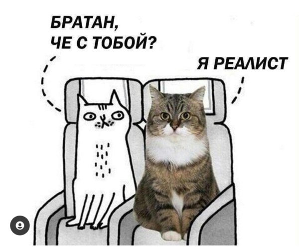 Удивленный тюлень