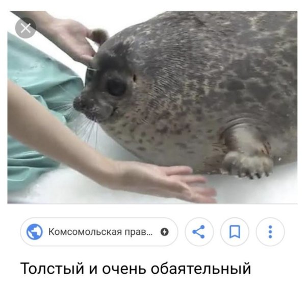 Удивленный тюлень