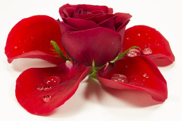 Белая роза среди красных