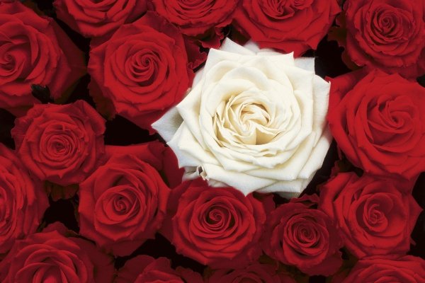 Стихи самой красивой девушке