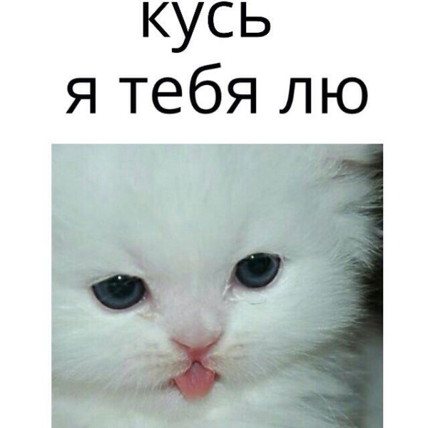 Я тебя Кусь Кусь