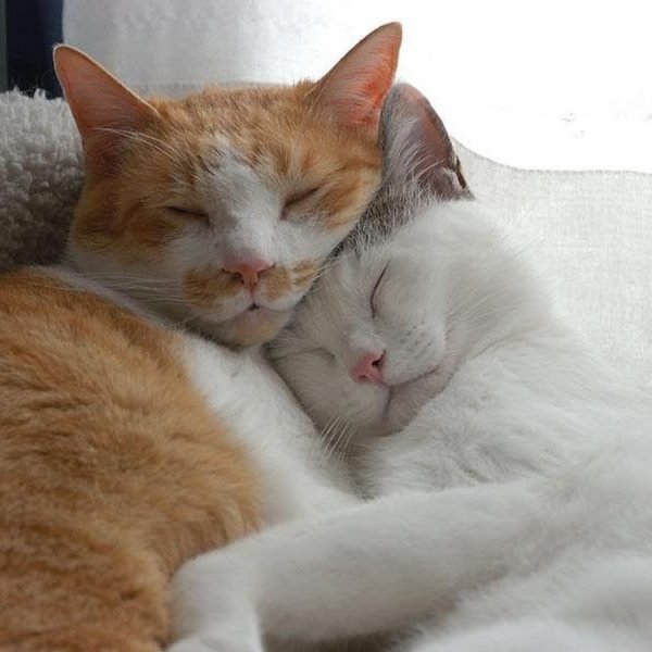 Коты спят в обнимку