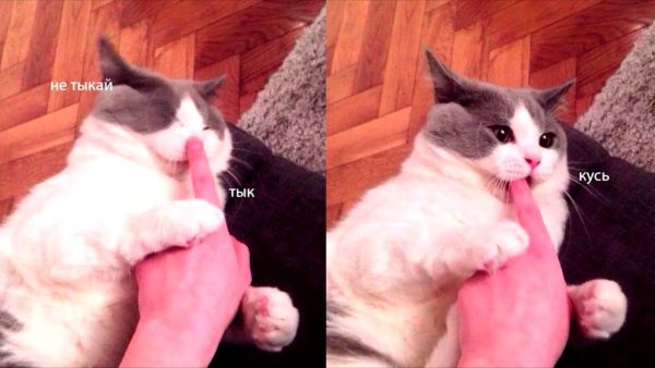 Котик тык