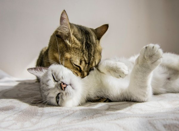 Кот и кошка любовь