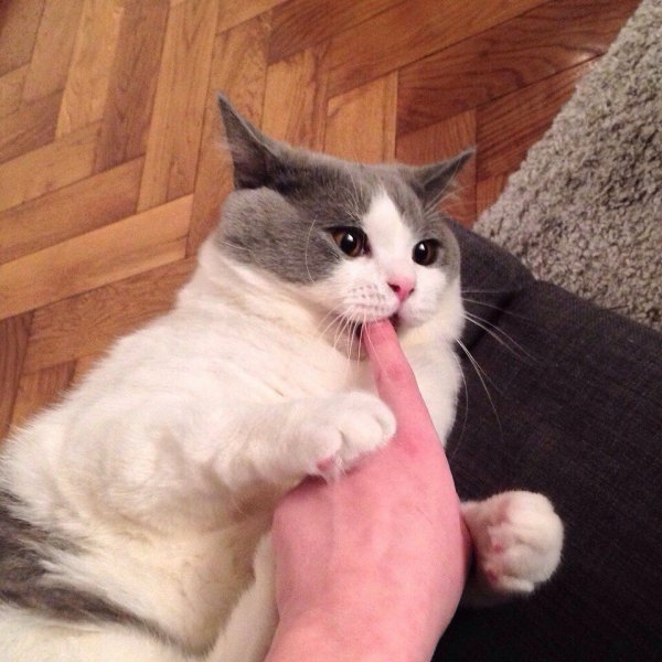 Кусь Мем